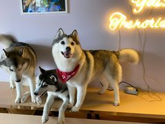 -Husky Go! 哈士奇体验馆·宠物咖啡厅狗咖