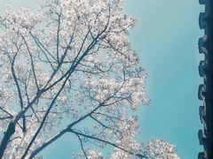 -秋霞圃