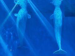 -芜湖新华联大白鲸海洋公园