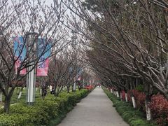 -高东镇樱花园