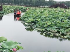 -荷塘月色湿地公园·向阳花洲