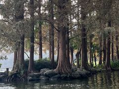 -西湖外事游船(花港观鱼码头)