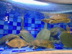 -渔家海鲜舫(宝湖路店)