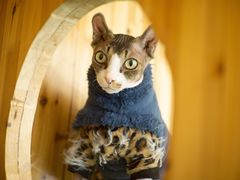 -猫在这儿猫咪咖啡馆·撸猫馆