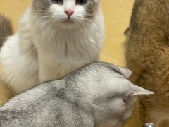 -有喵·猫咖·狗咖·30几只猫10只小狗(岗厦店)