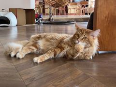 -蓝鲸·缅因猫舍