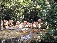 -上海野生动物园