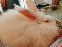 -我爱猫咪·猫咖·狗咖·安哥拉兔·羊驼咖(小寨华旗店)
