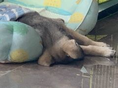 -宠福鑫康馨动物医院·骨科·眼科