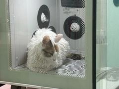 -乐琪宠物医院·犬猫专科·骨外科·急重症