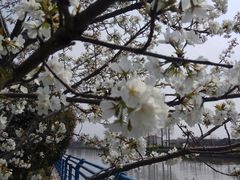 景点-高东镇樱花园