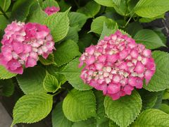 -宾朋海鲜特色美食餐厅·纯手工鲅鱼水饺(兴海路店)