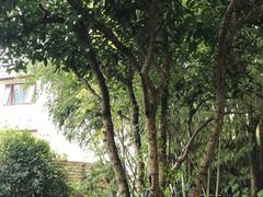 -西湖外事游船(花港观鱼码头)