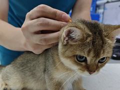 -宠颐生宠物医院·心肾内科·猫专科诊疗中心宠巢店