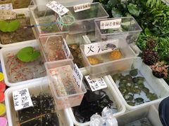 -清平路水族市场