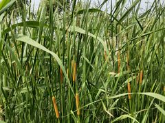 -春花秋色城市公园