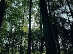 -东平国家森林公园