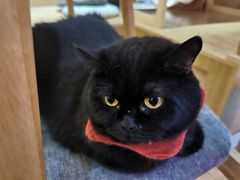 -滚猫咖啡·猫咖·猫友好撸猫(未来城店)
