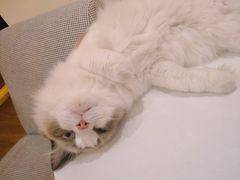 -滚猫咖啡·猫咖·猫友好撸猫(未来城店)