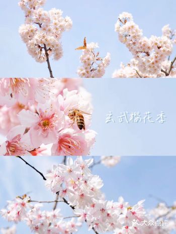 特色推荐： 春天樱花季南京人大都去鸡鸣寺打卡拍照