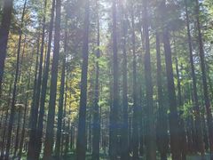 -日照海滨国家森林公园