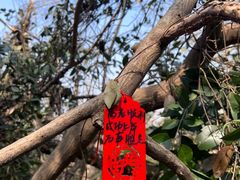 -大蜀山国家森林公园