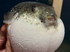 -天正河鲀·河豚亭(大连店)