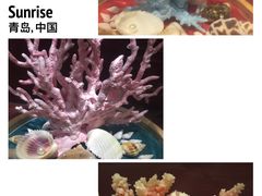 -青岛贝壳博物馆