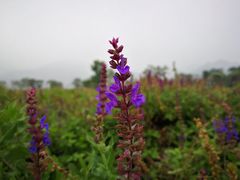-紫云台香草园