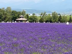 -富田农场