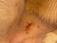 -宠爱国际动物医院· 猫科· 外科·中兽医(长白店)