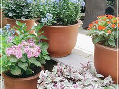 -华冠悠岚·庭院餐厅(青城后山店)