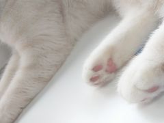 -喵的天空名猫咖啡馆·撸猫·猫舍·用品