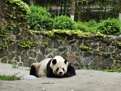 -都江堰中华大熊猫苑