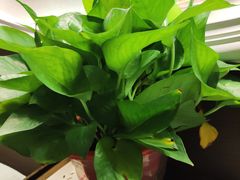 -水墨澜渟足道·SPA·传统(四望亭东关街店)