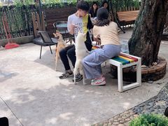 -柴犬高等学院·狗咖·柴犬售卖·宠物训练