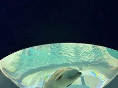 -大阪海游馆