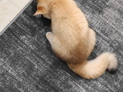 -lincat·猫舍(广州店)