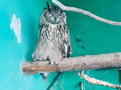 -西霞口神雕山野生动物世界