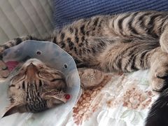 -纳吉亚猫专科动物医院博雅分院