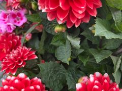 -上海植物园-4号门售票处