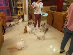 -猫咪咖啡店(新城大街店)