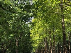 -上海滨江森林公园