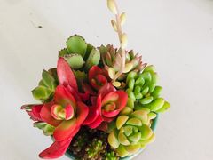 -南汇花鸟市场(上海浦东新花卉店)