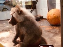 -西安秦岭野生动物园