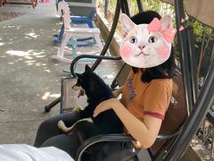 -柴犬高等学院·狗咖·柴犬售卖·宠物训练