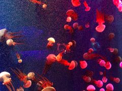 -成都浩海立方海洋公园