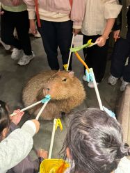 -造物庄园 萌宠纪(苏州湾歌林公园店)