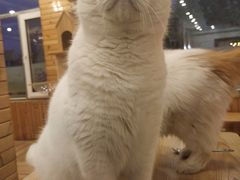 -猫的茶·猫咖