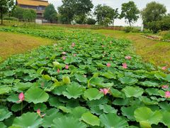 -宁波杭州湾国家湿地公园